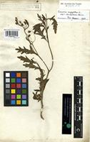 Syntype of Senecio hieracifolius Forssk. [family COMPOSITAE]