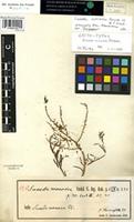 Lectotype of Suaeda monoica Forssk. [family CHENOPODIACEAE]