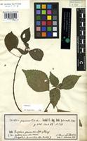 Holotype of Urtica parasitica Forssk. [family URTICACEAE]