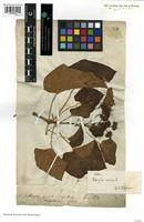 Syntype of Jatropha curcas L. var. glabrata Schumach. and Thonn. [family EUPHORBIACEAE]
