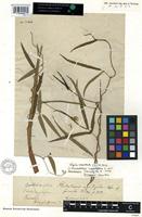 Holotype of Plectrotropis angustifolia Schumach. and Thonn. [family FABACEAE]