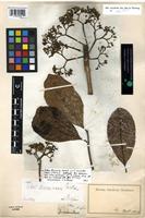 Filed as Vitex doniana Sweet [family VERBENACEAE]