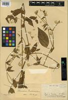Isotype of Alternanthera cordobensis (Standl.) Standl. [family AMARANTHACEAE]