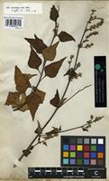 Syntype of Celosia nitida Vahl [family AMARANTHACEAE]