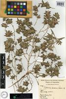 Holotype of Guilleminea chacoensis Pedersen [family AMARANTHACEAE]