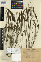 Isotype of Pfaffia gleasonii Suess. [family AMARANTHACEAE]