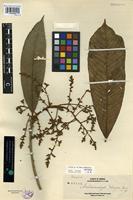 Isotype of Melanochyla elmeri Merr. [family ANACARDIACEAE]