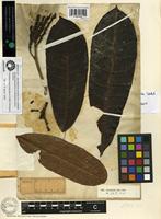Isolectotype of Himatanthus articulatus (Vahl) Woodson [family APOCYNACEAE]