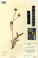 Type of Hieracium angmagssalikense Omang [family ASTERACEAE]