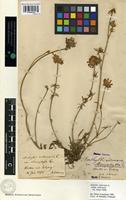 Type of Anthyllis vulneraria L. var. stenophylla Lange [family FABACEAE]