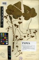 Filed as Jatropha mcvaughii Dehgan and G.L. Webster [family EUPHORBIACEAE]