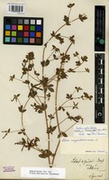 Isosyntype of Lotus palustris Willd. [family FABACEAE]