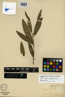 Isotype of Quercus mexicana-glabrata Seem. [family FAGACEAE]