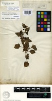 Filed as Solanum villosum Mill. subsp. villosum [family SOLANACEAE]