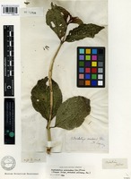 Type? of Melastoma adscendens Sw. [family MELASTOMATACEAE]