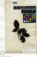 Holotype of Melastoma crenata Vahl [family MELASTOMATACEAE]