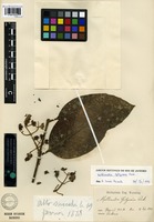 Isotype of Mollinedia gilgiana Perkins [family MONIMIACEAE]