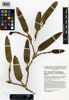 Filed as Bulbophyllum anakbaruppui J.J. Verm. and P. O Byrne [family ORCHIDACEAE]
