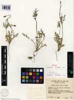 Isotype of Papaver argemone L. subsp. meiklei Kadereit [family PAPAVERACEAE]