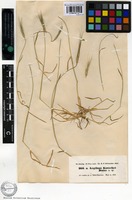 Isotype of Aegilops kotschyi Boiss. [family POACEAE]