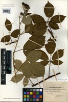 Syntype of Rubus anglo-saxonicus Gelert [family ROSACEAE]