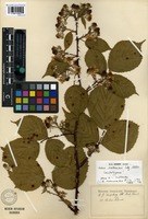 Isolectotype of Rubus selmeri Lindeb. [family ROSACEAE]
