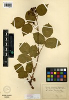 Lectotype of Rubus plicatus Weihe var. planifolia Lindeb. [family ROSACEAE]
