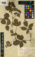Type of Rubus pyramidalis Kaltenb. forma parvifolia Frid. and Gelert [family ROSACEAE]