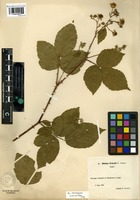 Isolectotype of Rubus friesii G. Jensen [family ROSACEAE]