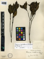 Isotype of Faramea dichotoma K. Schum. ex M. Gomes [family RUBIACEAE]