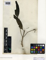 Type of Tarenna sambucina (G. Forst.) T. Durand ex Drake [family RUBIACEAE]