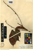 Isotype of Paullinia firma Radlk. [family SAPINDACEAE]