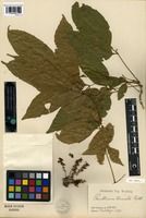 Isotype of Paullinia ternata Radlk. [family SAPINDACEAE]