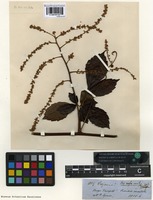 Syntype of Serjania rufa Radlk. [family SAPINDACEAE]