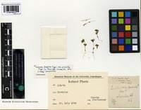 Holotype of Euphrasia frigida Pugsley var. pusilla Pugsley [family SCROPHULARIACEAE]