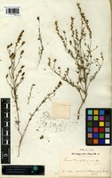 Type? of Linaria tournefortii (Poir.) Lange var. minor Lange [family SCROPHULARIACEAE]