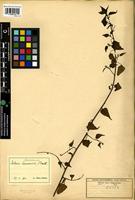 Isotype of Celosia loandensis Baker [family AMARANTHACEAE]