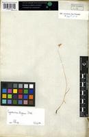 Filed as Cynosurus effusus Link. [family GRAMINEAE]
