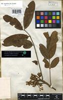 Holotype of Elcaja 