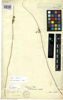 Filed as Juncus effusus L. [family JUNCACEAE]