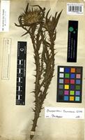 Filed as Onopordum tauricum Willd. [family COMPOSITAE]