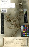 Lectotype of Salsola mucronata Forssk. [family CHENOPODIACEAE]