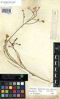 Syntype of Santolina fragrantissima Forssk. [family COMPOSITAE]