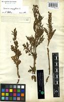 Filed as Senecio aegyptius L. var. discoideus Boiss. [family COMPOSITAE]