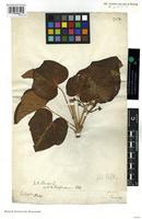 Syntype of Jatropha curcas L. var. glabrata Schumach. and Thonn. [family EUPHORBIACEAE]