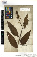 Holotype of Acanthus ebracteatus Vahl [family ACANTHACEAE]