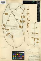 Isotype of Alternanthera crucis (Moq.) Bold. [family AMARANTHACEAE]