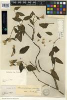 Holotype of Pseudogomphrena scandens R.E. Fr. [family AMARANTHACEAE]