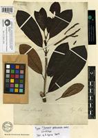 Syntype of Himatanthus articulatus (Vahl) Woodson [family APOCYNACEAE]