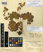 Lectotype of Alchemilla pseudomicans Böcher [family ROSACEAE]
